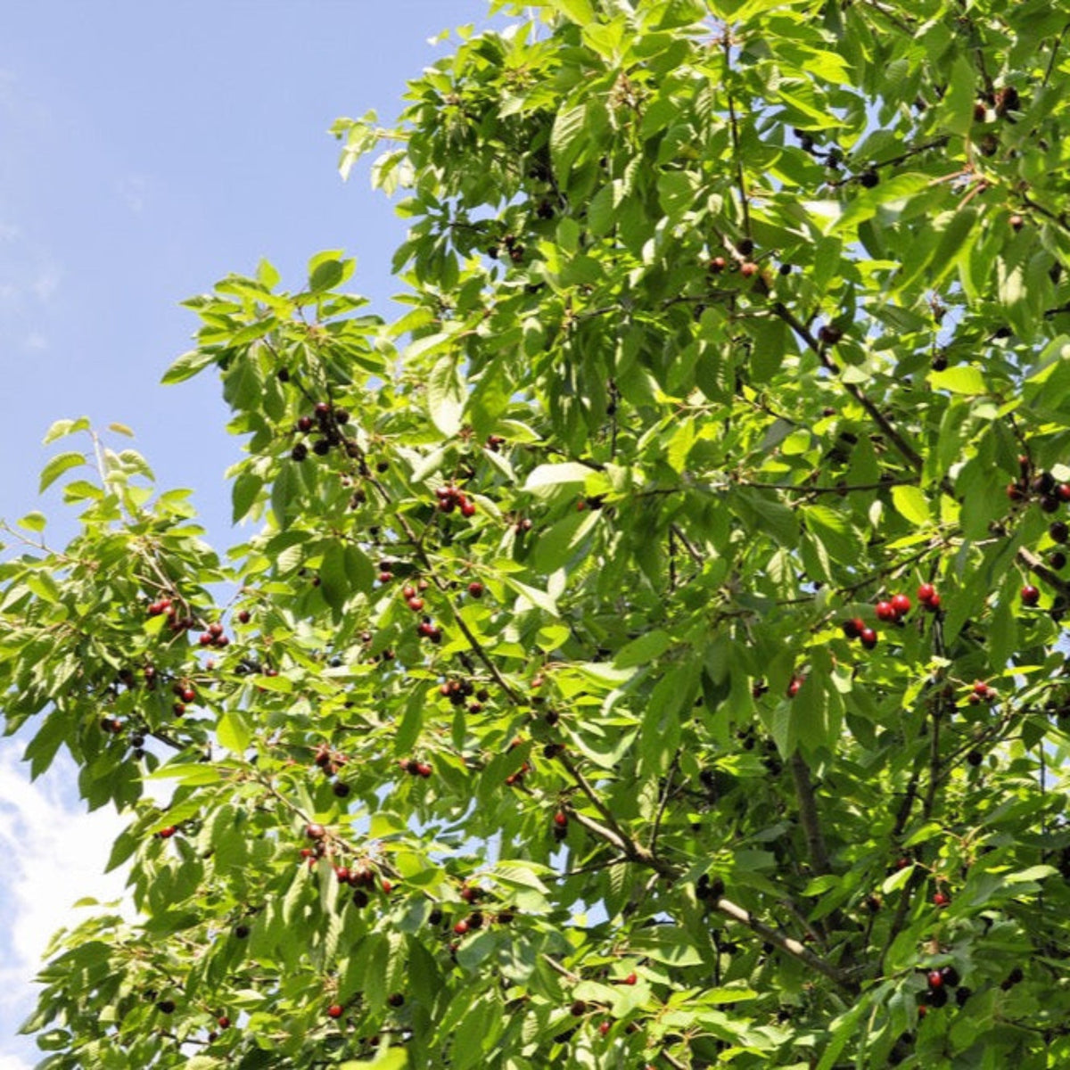 Ripe red cherries growing on leafy branches of a Bing Cherry Tree.