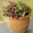 A potted American Wintergreen with glossy green leaves and clusters of small red berries, planted in a rustic terracotta pot on a gray surface against a soft yellow-green blurred background.