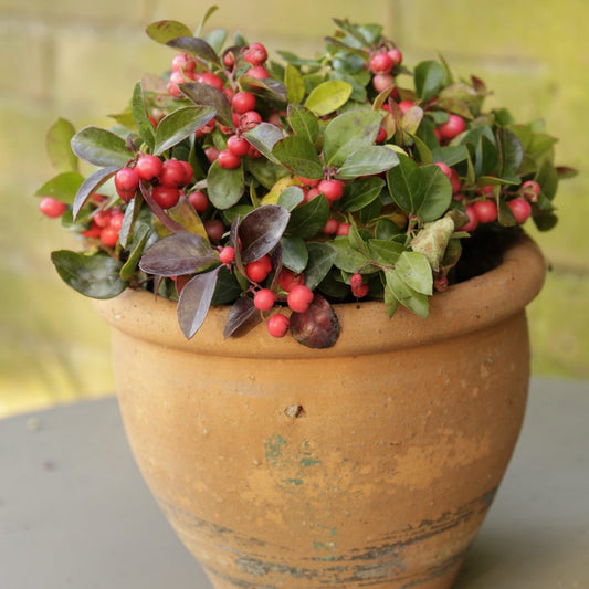 A potted American Wintergreen with glossy green leaves and clusters of small red berries, planted in a rustic terracotta pot on a gray surface against a soft yellow-green blurred background.