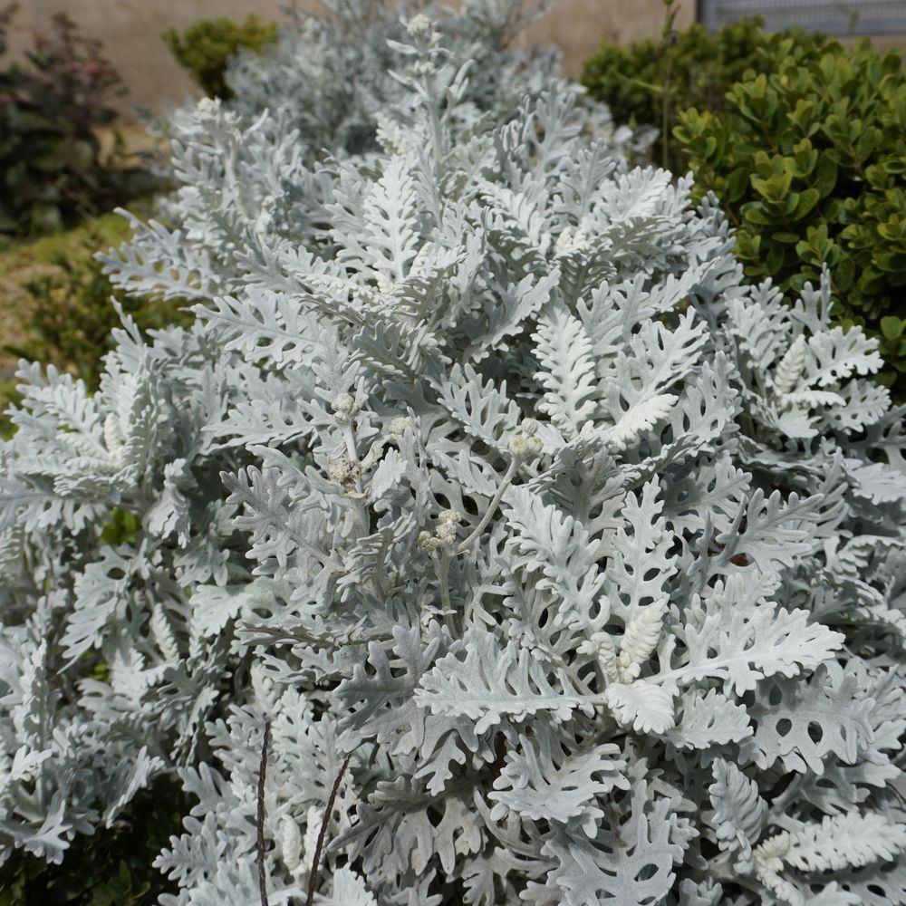 Dusty Miller (Silverdust) shrub with densely lobed, felted silver-grey foliage and small budding flower clusters, growing among green hedges in a garden bed.