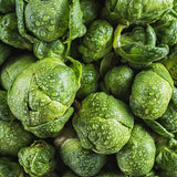 Close-up overhead view of fresh green Silvia Brussels sprouts covered in delicate water droplets.