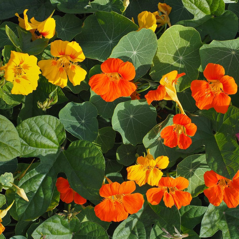 Trailing nasturtium plants in full bloom, with bright orange and yellow open-faced flowers scattered among round, saucer-shaped green leaves in dappled sunlight.