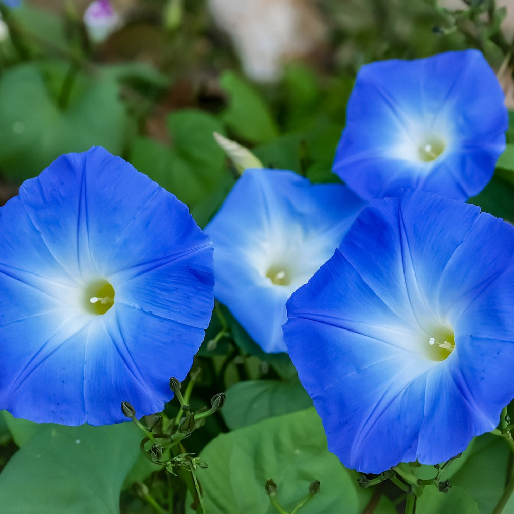Four trumpet-shaped morning glory flowers in vivid blue with white star-shaped centres and yellow throats, blooming among green heart-shaped leaves and curling vine tendrils.
