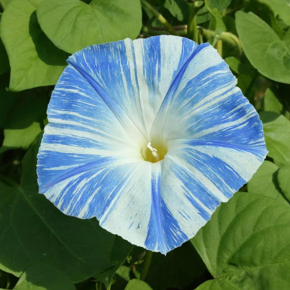 Morning glory flower with a trumpet-shaped bloom striped in blue and white radiating from a pale yellow throat, set among heart-shaped green leaves.