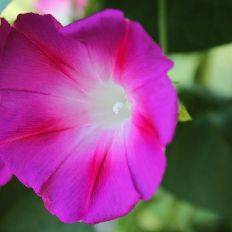 Close-up of a magenta morning glory bloom with deep pink star-shaped veining radiating from a white throat, set against a softly blurred green garden background.