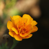Close-up view of a vibrant orange, fully double Sparky Apricot California poppy bloom with ruffled petals against a softly blurred background.