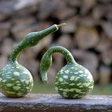 Two speckled swan gourds with round green-and-cream mottled bodies and long curving necks, one arching upward and one bent like a handle, resting on a weathered wooden rail against a blurred log-pile backdrop.