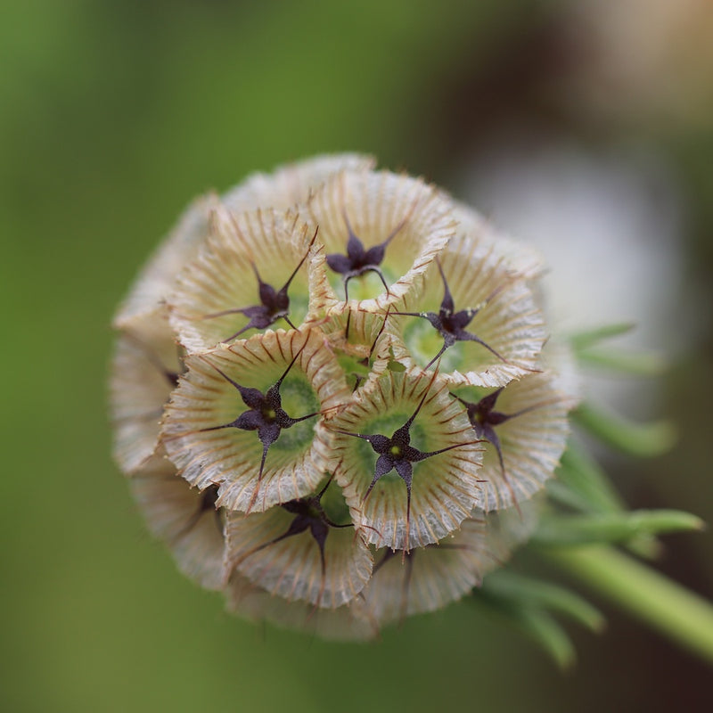 Close-up of a scabiosa seed head showing its cluster of papery, ribbed cream calyxes each tipped with dark star-shaped points, set against a softly blurred green background.