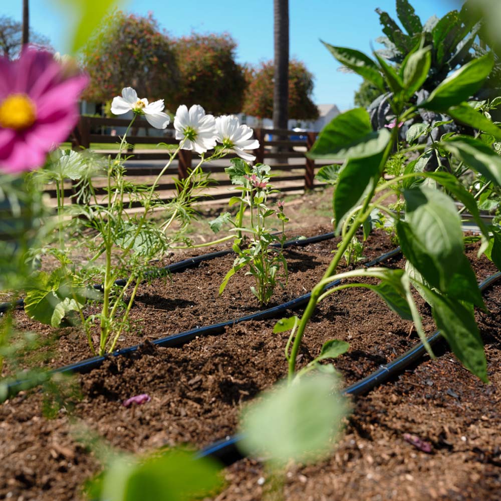 Garden with plants and flowers under a clear blue sky