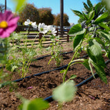 Garden with plants and flowers under a clear blue sky