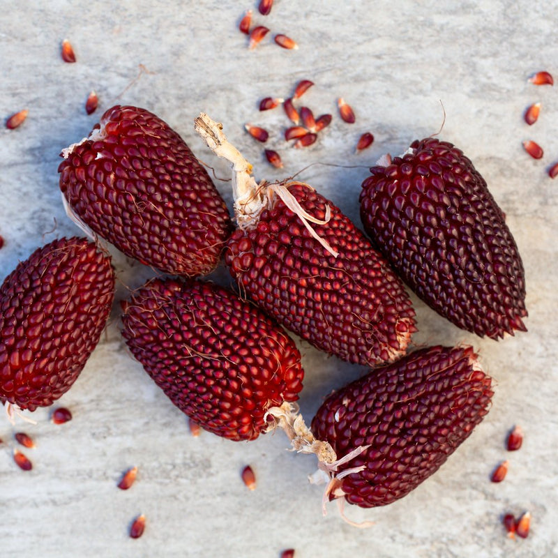 Six small, deep maroon strawberry popcorn cobs with tightly packed kernels lie scattered on a pale concrete surface, surrounded by loose individual kernels and dried husk stems.