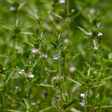 Close-up of summer savory plants with slender green leaves and small pale lilac flowers scattered along thin upright stems, growing densely in a sunlit patch.