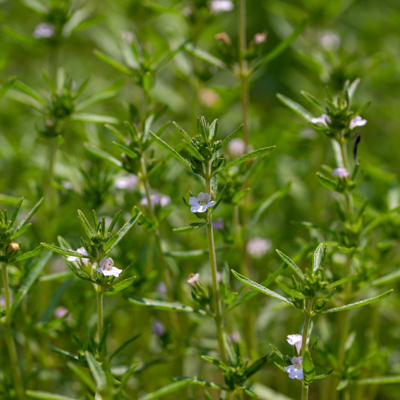 Close-up of summer savory plants with slender green leaves and small pale lilac flowers scattered along thin upright stems, growing densely in a sunlit patch.