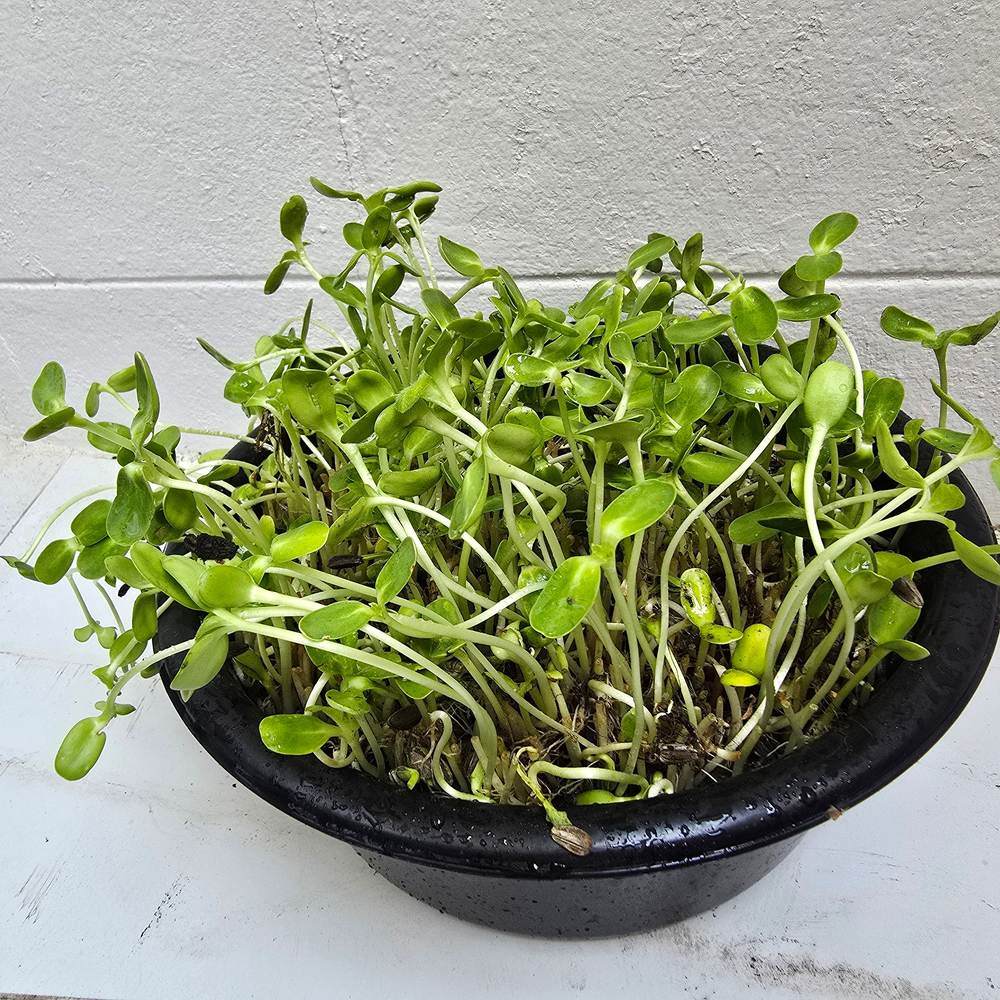 A dense tray of sunflower microgreens with pale curved stems and paired oval green leaves, still bearing seed husks, growing thickly in a black bowl against a white wall.