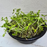 A dense tray of sunflower microgreens with pale curved stems and paired oval green leaves, still bearing seed husks, growing thickly in a black bowl against a white wall.
