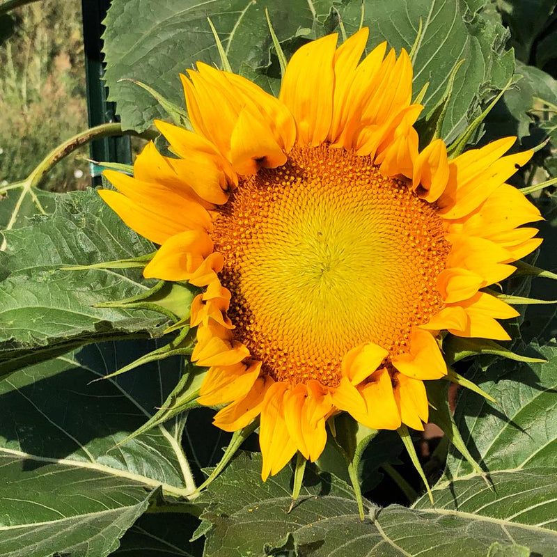 Close-up of a fully bloomed sunflower with vivid orange-yellow petals surrounding a large, textured brown-and-yellow seed head, framed by broad green leaves in a sunlit garden.