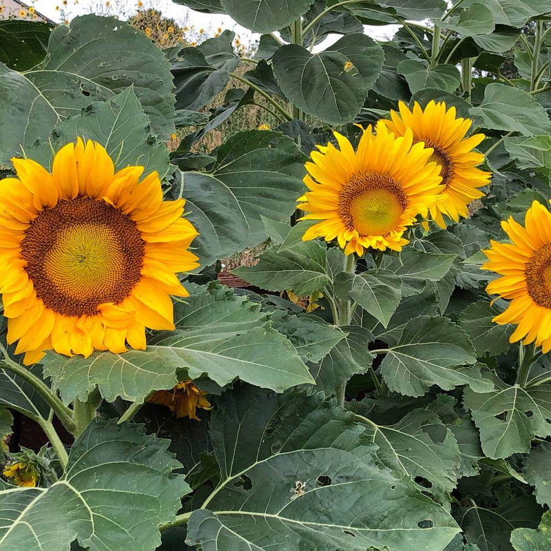 Three fully bloomed sunflowers with golden petals and brown-and-yellow centres growing amid large green leaves, with more sunflowers visible in the blurred background.
