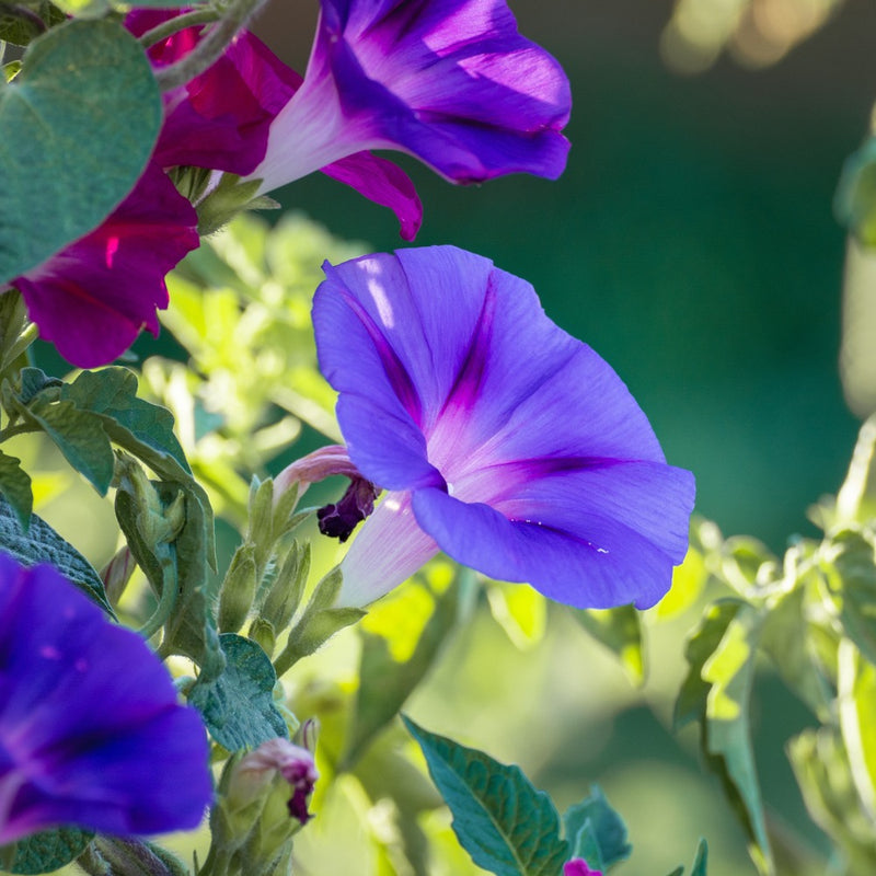 Close-up of trumpet-shaped morning glory flowers in vivid purple and magenta, each with a pale, star-patterned throat, backlit among green foliage in a sunny garden.