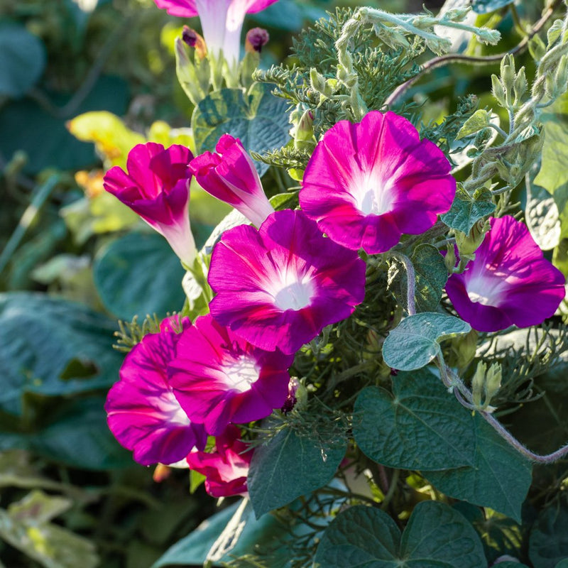 Cluster of trumpet-shaped morning glory flowers in vivid magenta with white star-shaped centres, blooming among heart-shaped leaves and twining vines in sunlight.
