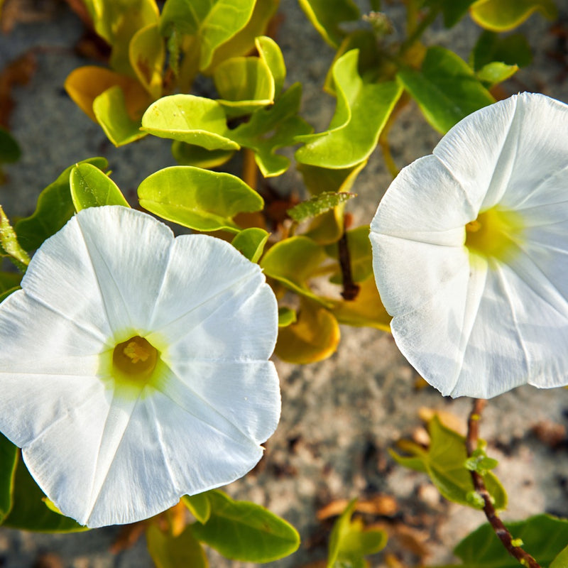 Two open white morning glory flowers with pleated petals and yellow throats, growing among rounded green leaves on a sandy, beach-like ground.