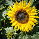 Fully bloomed sunflower with bright yellow petals surrounding a dark brown, spiraling seed head, photographed close-up amid green leaves and a smaller unopened bud below.