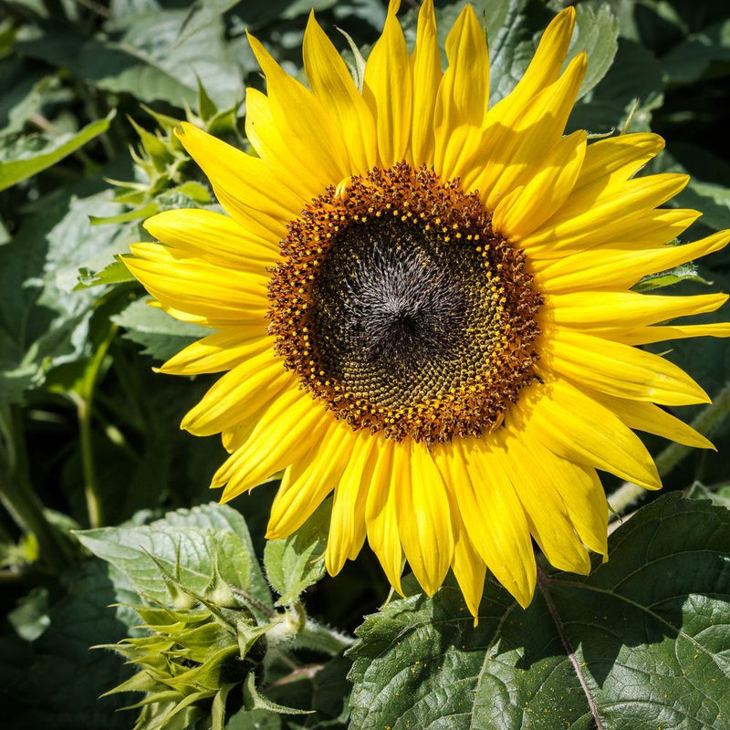 Fully bloomed sunflower with bright yellow petals surrounding a dark brown, spiraling seed head, photographed close-up amid green leaves and a smaller unopened bud below.