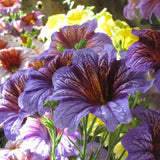 Close-up of trumpet-shaped Salpiglossis flowers in mixed colours, with velvety purple-veined and yellow-veined blooms shown alongside pale pink and cream flowers in soft sunlight.