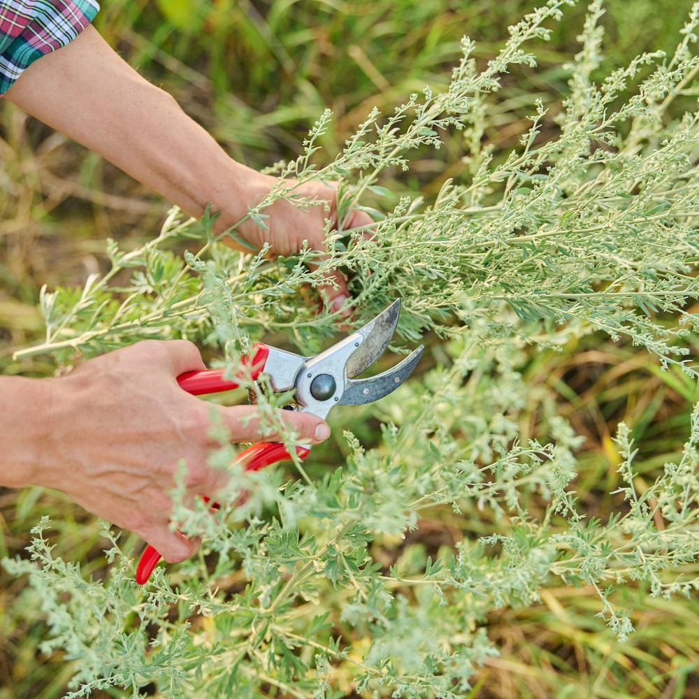 Close-up of a hand using red-handled pruning shears to snip a stem of feathery, silvery-green Sweet Annie foliage among tall grass.