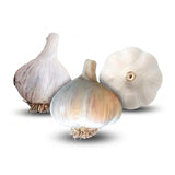 Majestic Hardneck, Romanian Red Hardneck, and Music Hardneck Garlic garlic bulbs on a white background