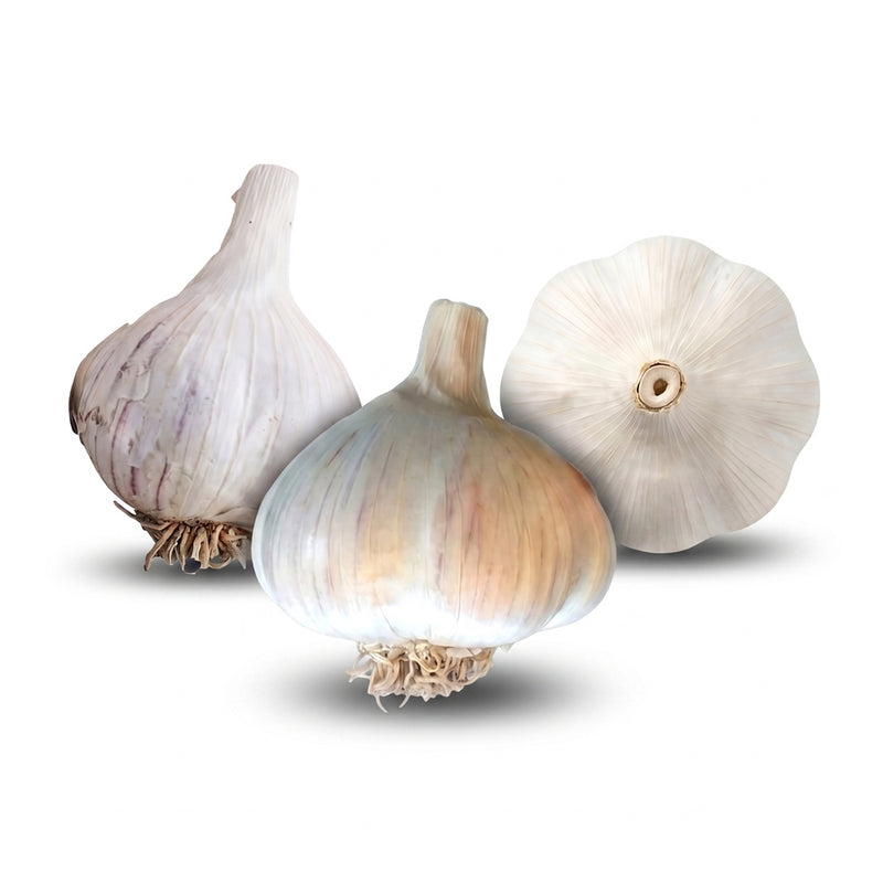 Majestic Hardneck, Romanian Red Hardneck, and Music Hardneck Garlic garlic bulbs on a white background