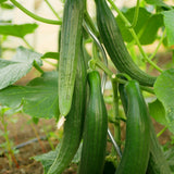 Long, ridged green cucumbers of varying sizes hang from a vine supported by wire trellising, surrounded by broad leaves in a greenhouse setting.