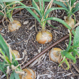 Rows of golden-skinned onion bulbs swelling above wood-mulched soil, their green tops still upright, with a brown drip irrigation line running between the plants.