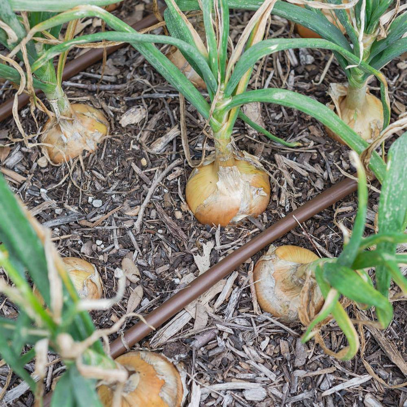 Rows of golden-skinned onion bulbs swelling above wood-mulched soil, their green tops still upright, with a brown drip irrigation line running between the plants.