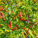 Thai hot chile plant bearing slender, upward-pointing peppers in varying stages of ripeness, from green to yellow to bright red, tangled among dense foliage with a purple twist tie securing a stem.