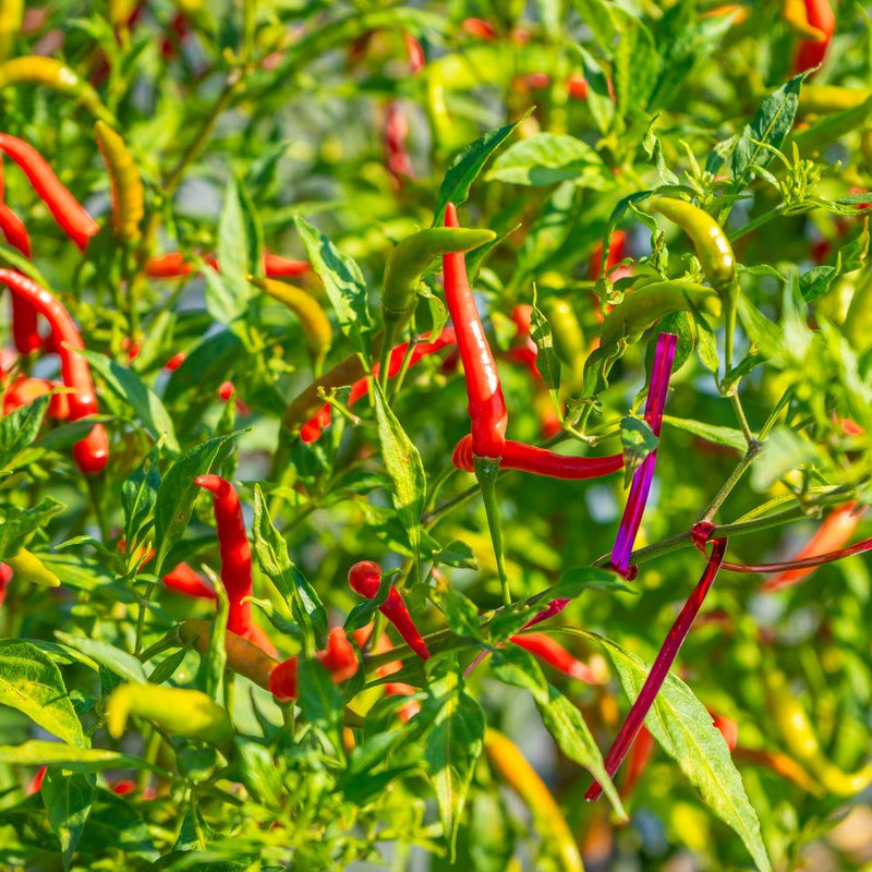 Thai hot chile plant bearing slender, upward-pointing peppers in varying stages of ripeness, from green to yellow to bright red, tangled among dense foliage with a purple twist tie securing a stem.