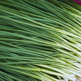 Close-up of freshly harvested Tokyo Long White bunching onions, showing their slender white stalks tapering into long, tangled dark green leaves arranged diagonally across the frame.