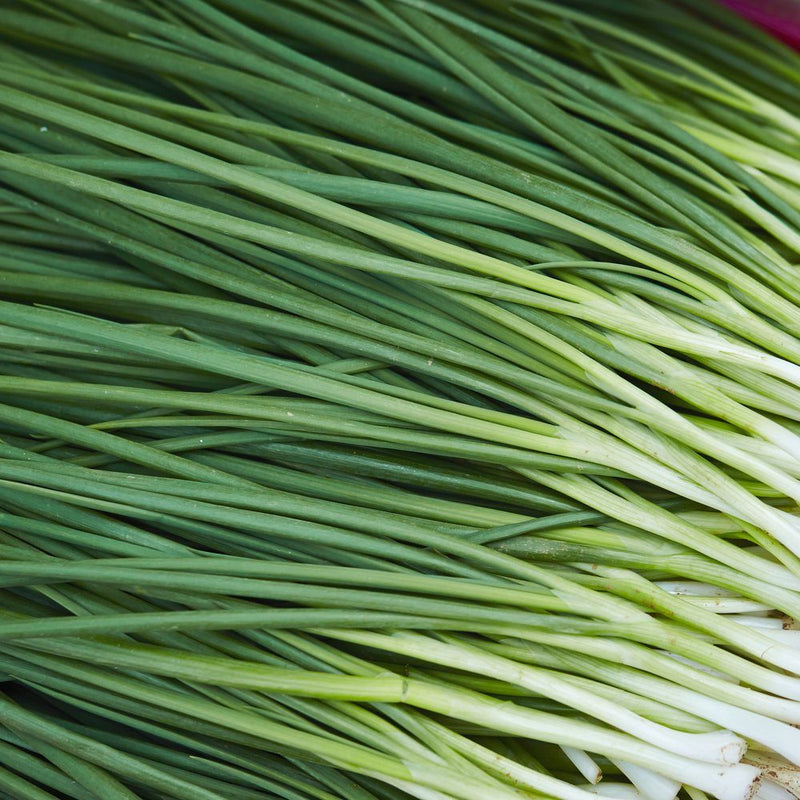 Close-up of freshly harvested Tokyo Long White bunching onions, showing their slender white stalks tapering into long, tangled dark green leaves arranged diagonally across the frame.
