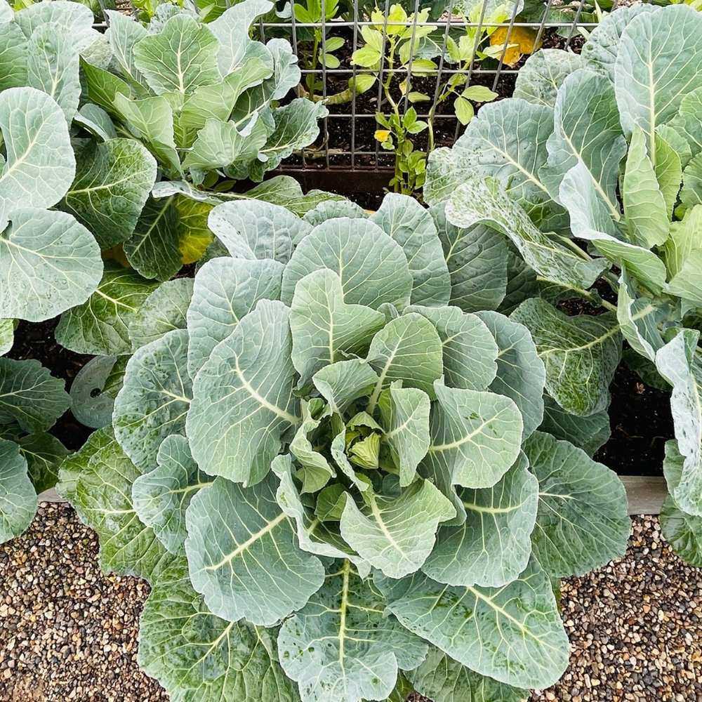 Overhead view of healthy Top Bunch 2.0 collard greens with broad, ruffled leaves growing in a raised garden bed with a gravel pathway and wire trellis nearby.