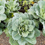 Overhead view of healthy Top Bunch 2.0 collard greens with broad, ruffled leaves growing in a raised garden bed with a gravel pathway and wire trellis nearby.