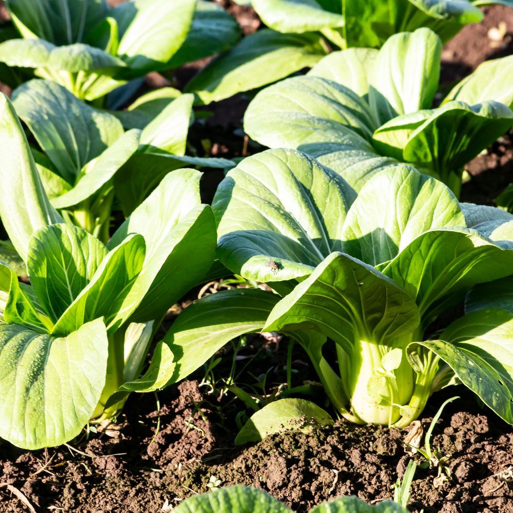 Rows of young bok choy plants growing in dark garden soil, their broad, glossy pale-green leaves and pale stalks catching bright sunlight, with a small insect resting on one leaf.
