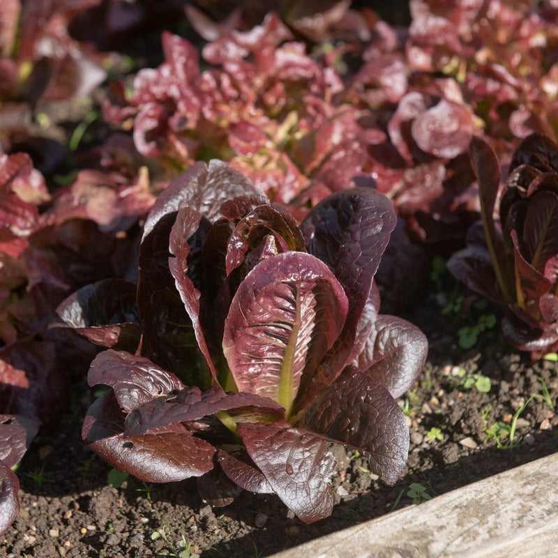 Deep maroon mini-romaine lettuces with crinkled, glossy leaves and pale green centre ribs growing in a raised garden bed, planted close together in dark soil.