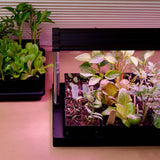 Small indoor garden with plants under the standard epic grow light
