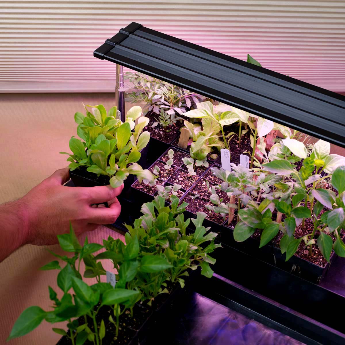 Person tending to young plants under the epic seed starting grow light in a controlled environment.