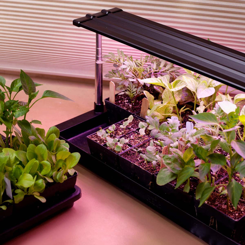 An indoor seed-starting setup featuring leafy green seedlings in an Epic 6-Cell Seed Starting Tray placed inside a bottom tray, illuminated from above by an Epic Seed Starting Grow Light set against a window with closed blinds.