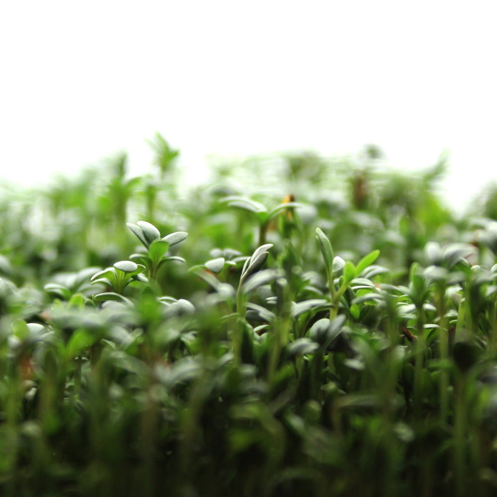 Close-up of dense upland cress microgreens with slender pale stems and small paired green cotyledon leaves, packed tightly together against a soft white background.