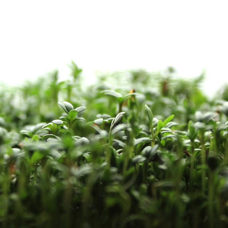 Close-up of dense upland cress microgreens with slender pale stems and small paired green cotyledon leaves, packed tightly together against a soft white background.