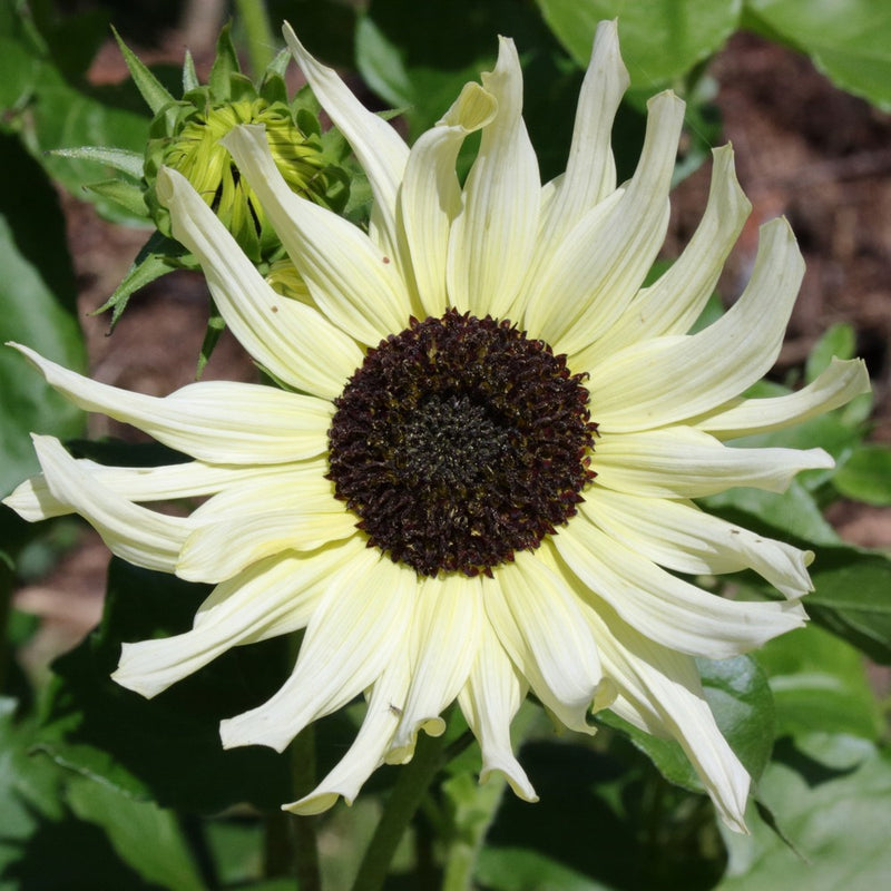 Pale creamy-yellow sunflower with slightly curled, twisted petals surrounding a dark brown-black centre, blooming beside an unopened green bud amid leafy foliage.