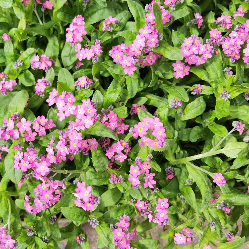 Close-up of Victoria pink forget-me-nots in full bloom, showing clusters of small five-petalled pink flowers with yellow centres amid coiled unopened buds and dense green foliage.
