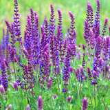 Violet Queen Salvia Seeds