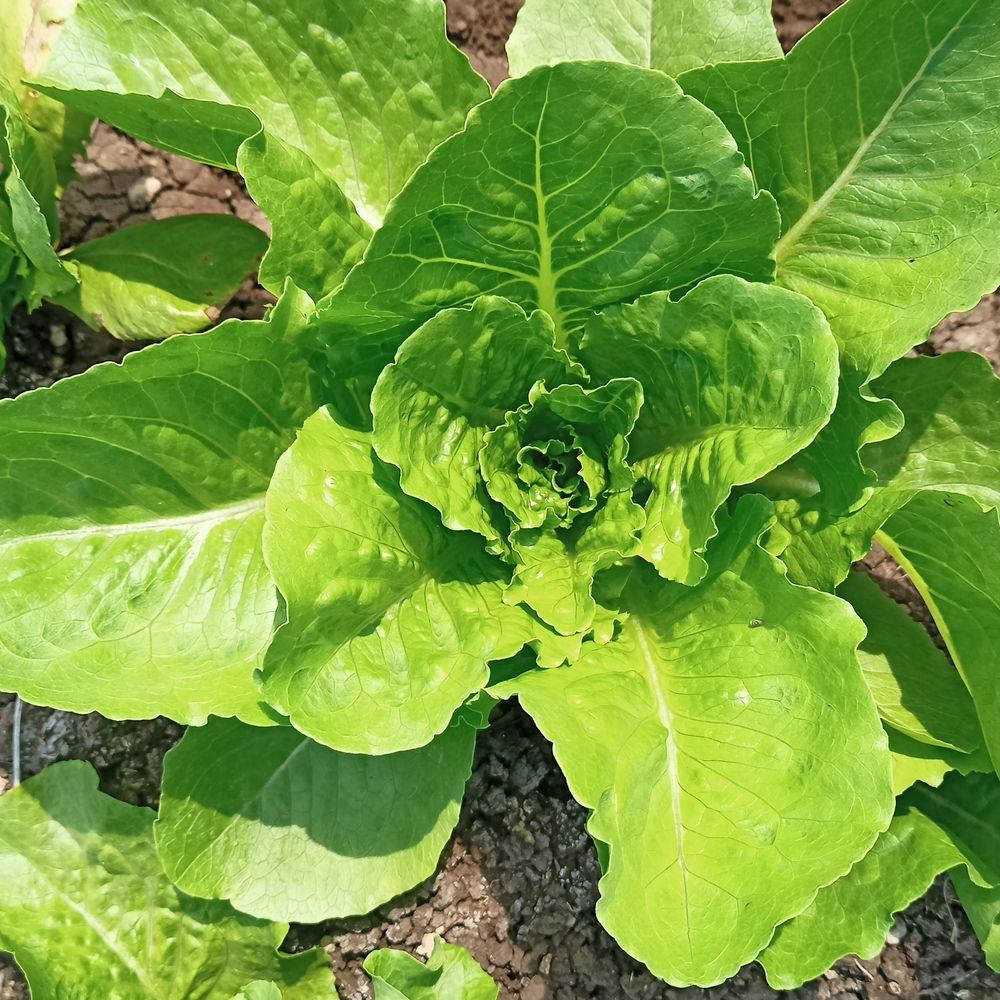 Overhead view of a young Vivian romaine lettuce plant growing in soil, its bright green leaves forming a loose rosette with visible ruffled edges and prominent veining.